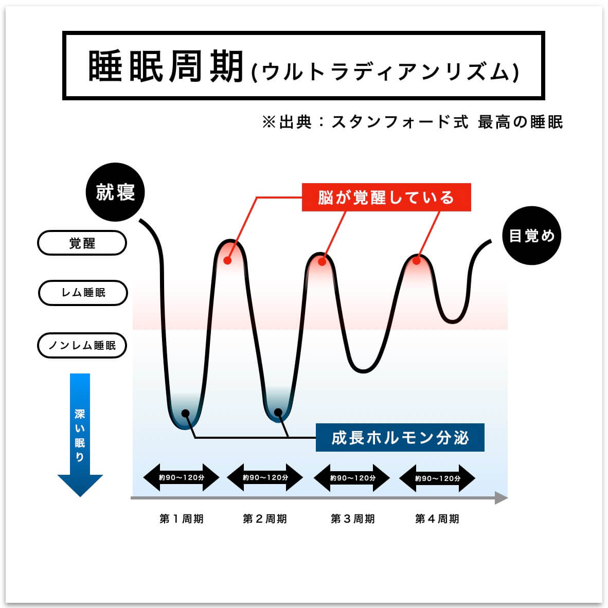 睡眠周期と成長ホルモン分泌のタイミング