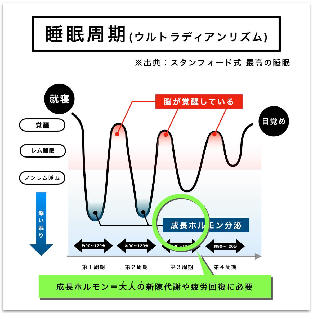 成長ホルモン＝大人の新陳代謝や疲労回復に必要