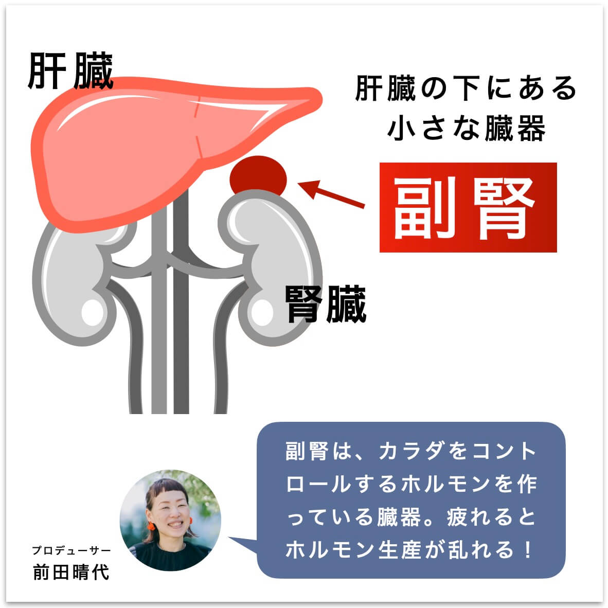 肝臓の下にある副腎がストレスの対応で疲れている図