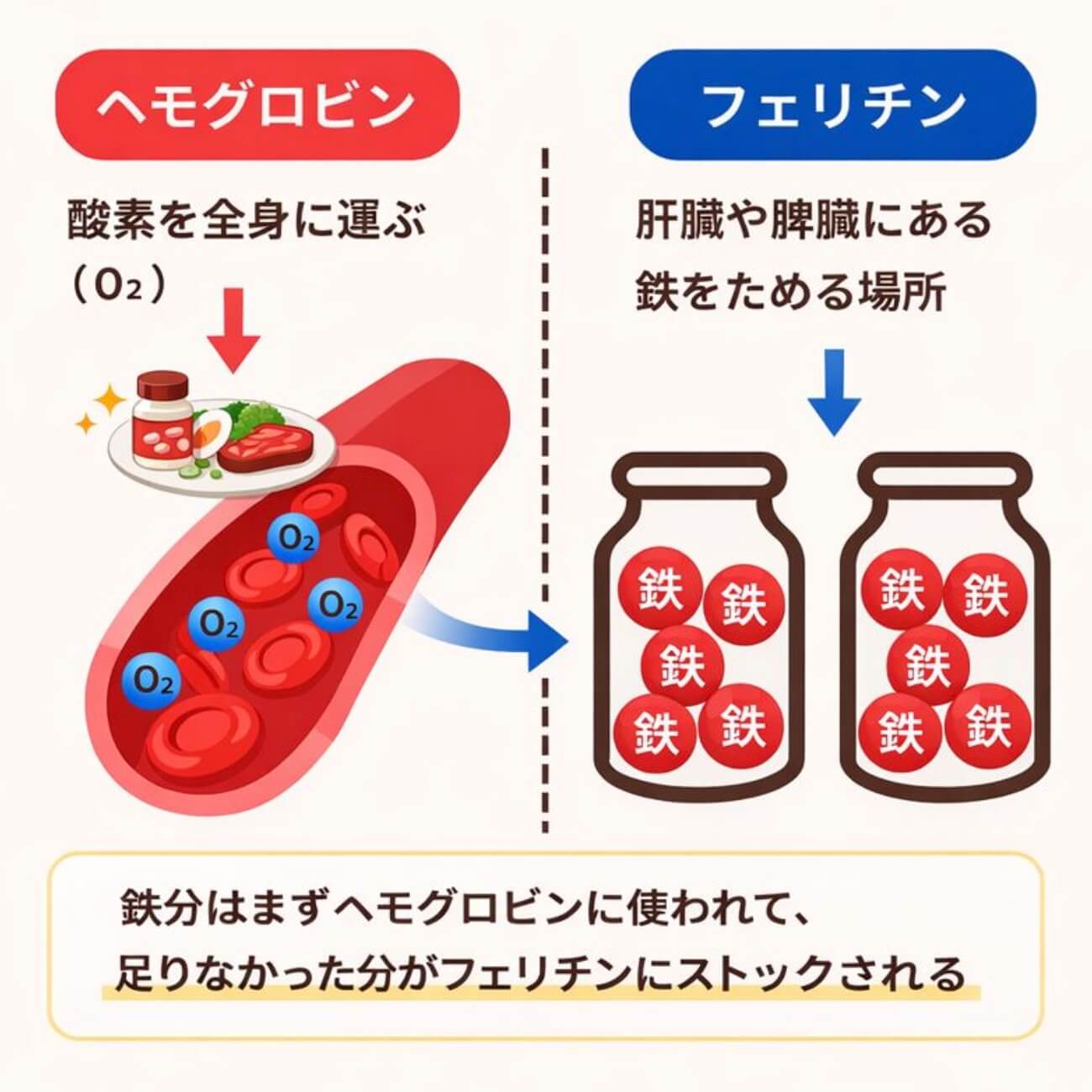 フェリチン鉄について説明している図