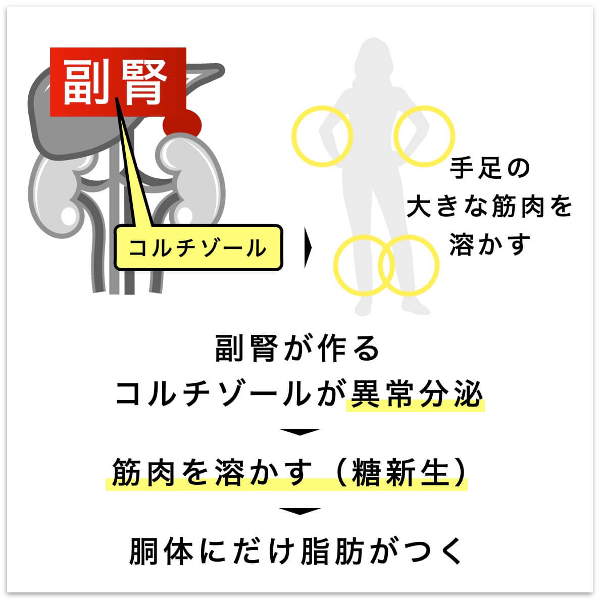副腎が作るコルチゾールが異常分泌した結果胴体にだけ脂肪がつく