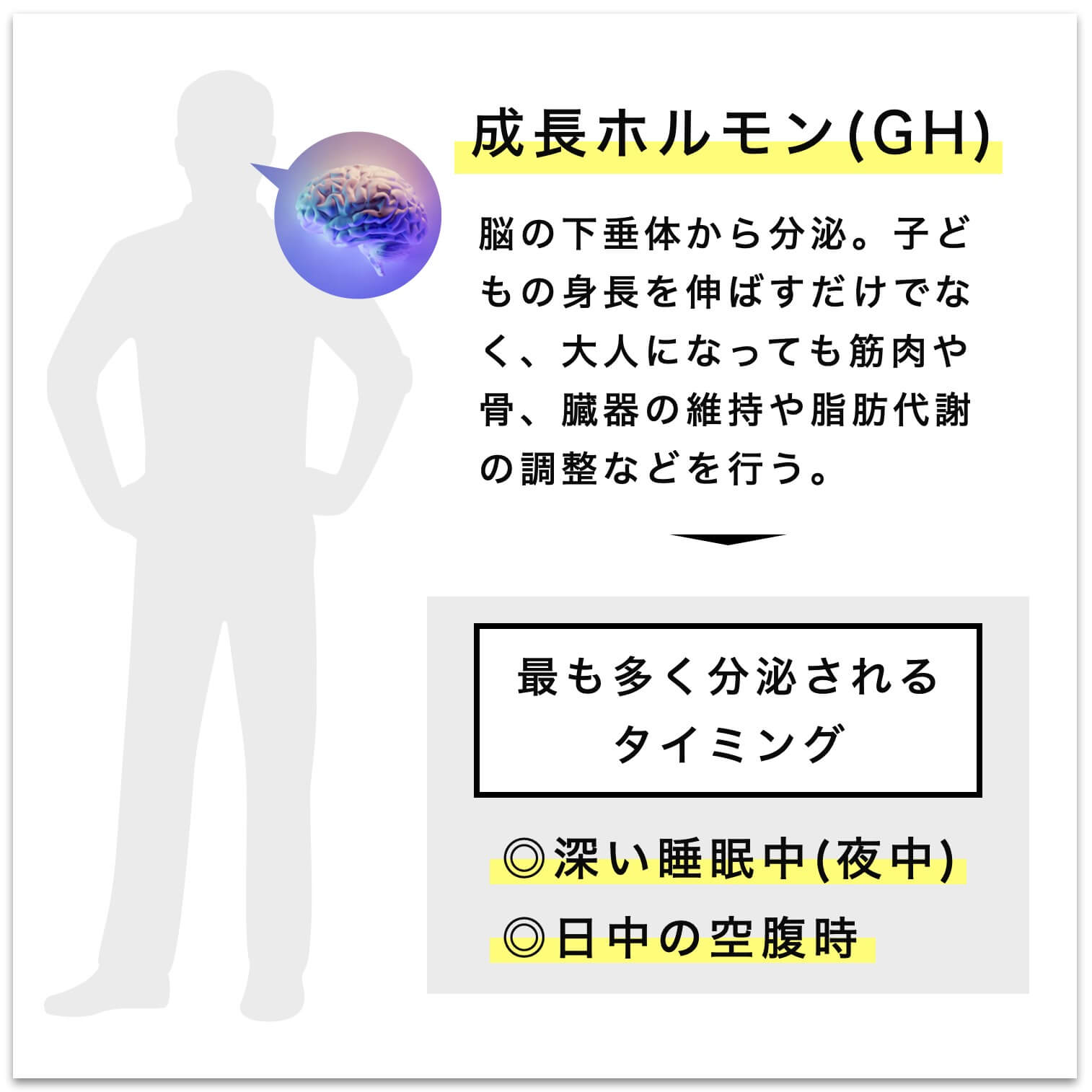成長ホルモンについて説明