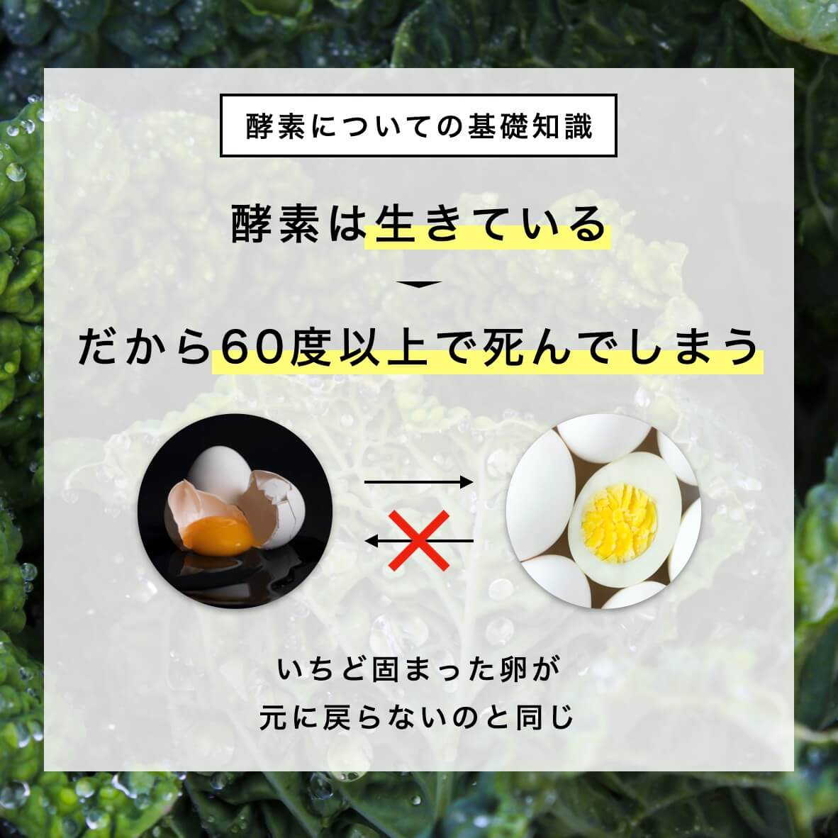 酵素についての基礎知識