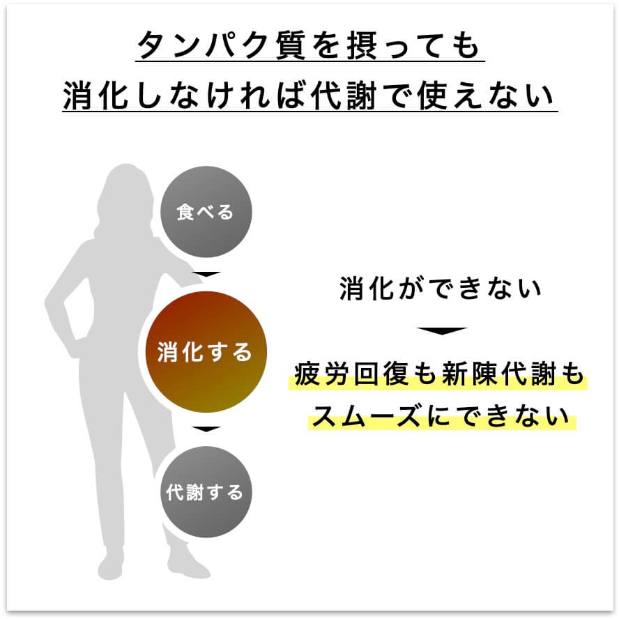 タンパク質を摂っても消化できないと代謝で使えない