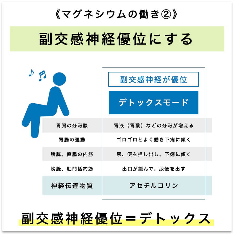 マグネシウムの働き②