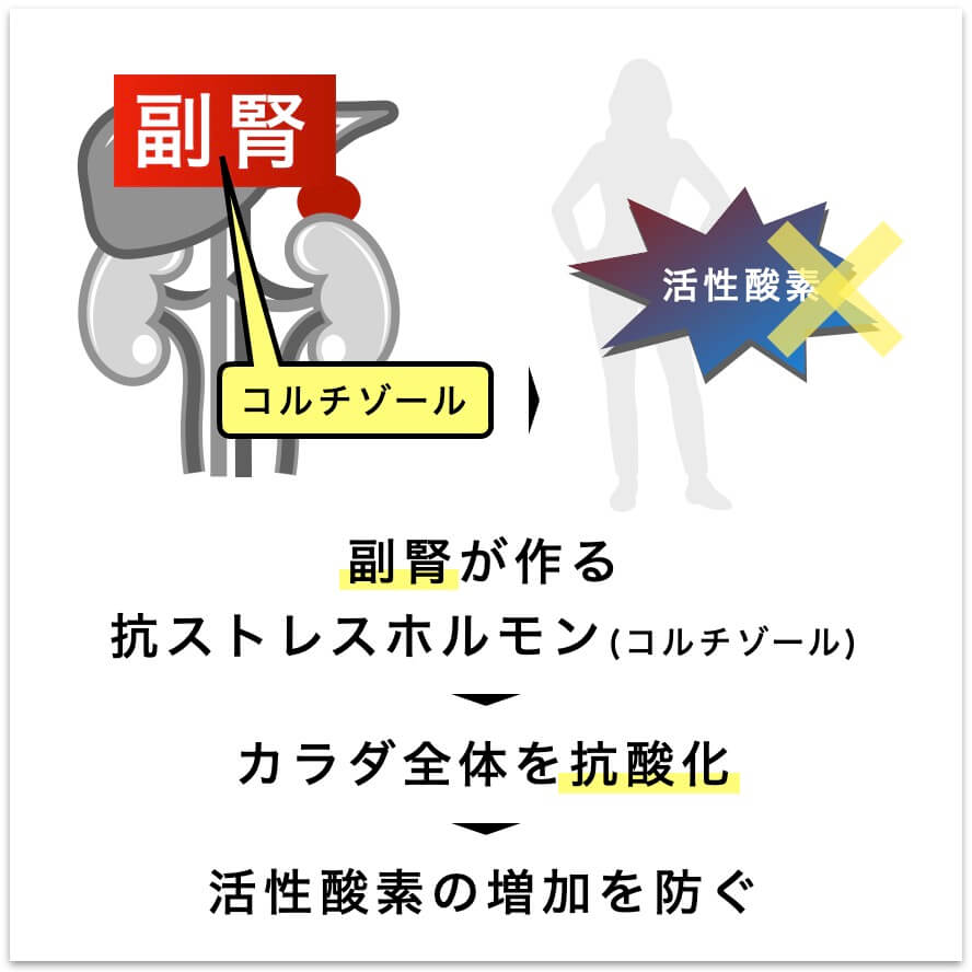 副腎がつくる抗ストレスホルモン(コルチソール)