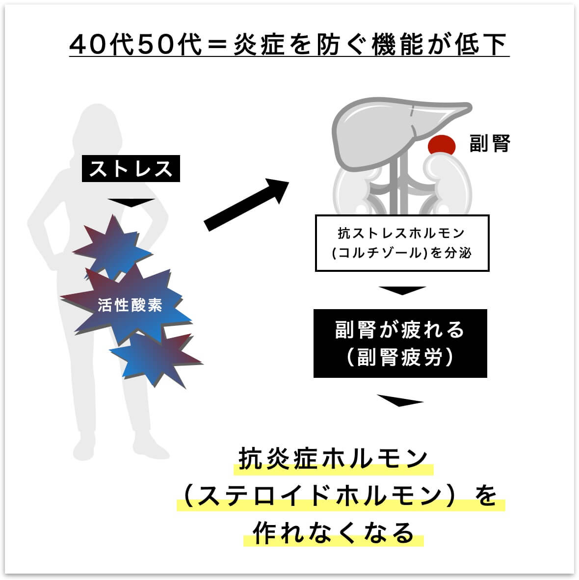 ４０代５０代は炎症を防ぐ機能が低下して抗炎症ホルモンを作れない