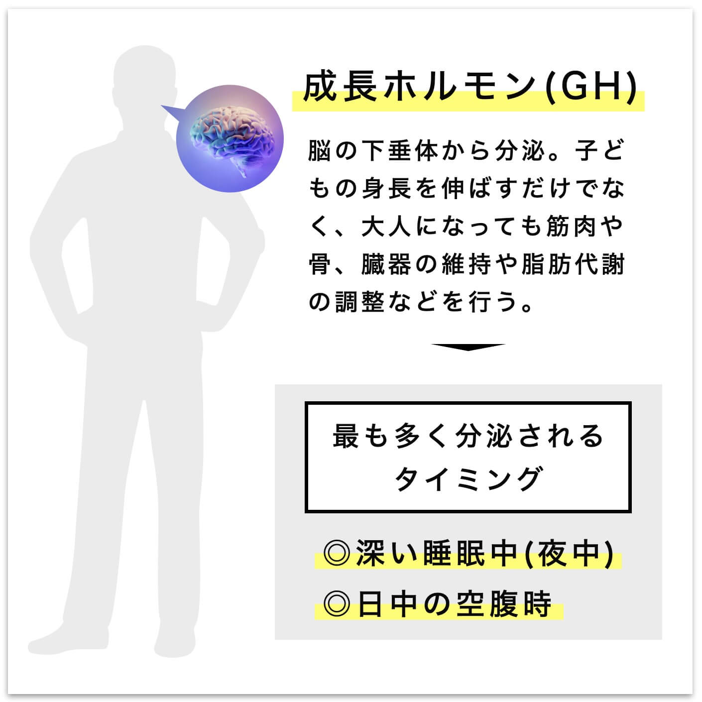 成長ホルモンは深い睡眠中や日中の空腹時に最も多く分泌