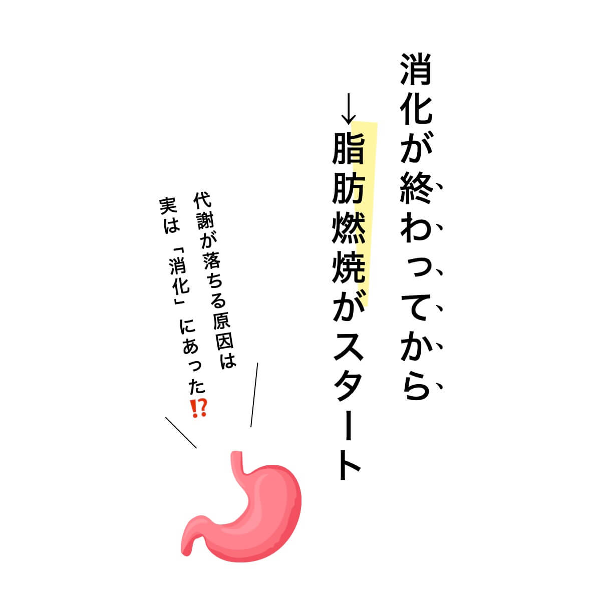 消化が終わってから脂肪燃焼がスタート