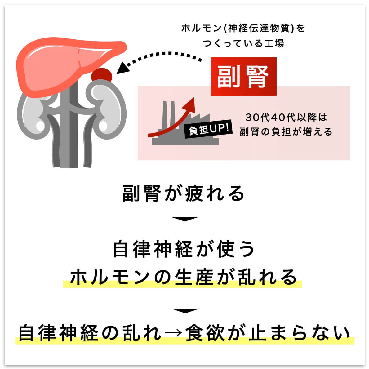 副腎の疲れ→自律神経の乱れ→食欲増加