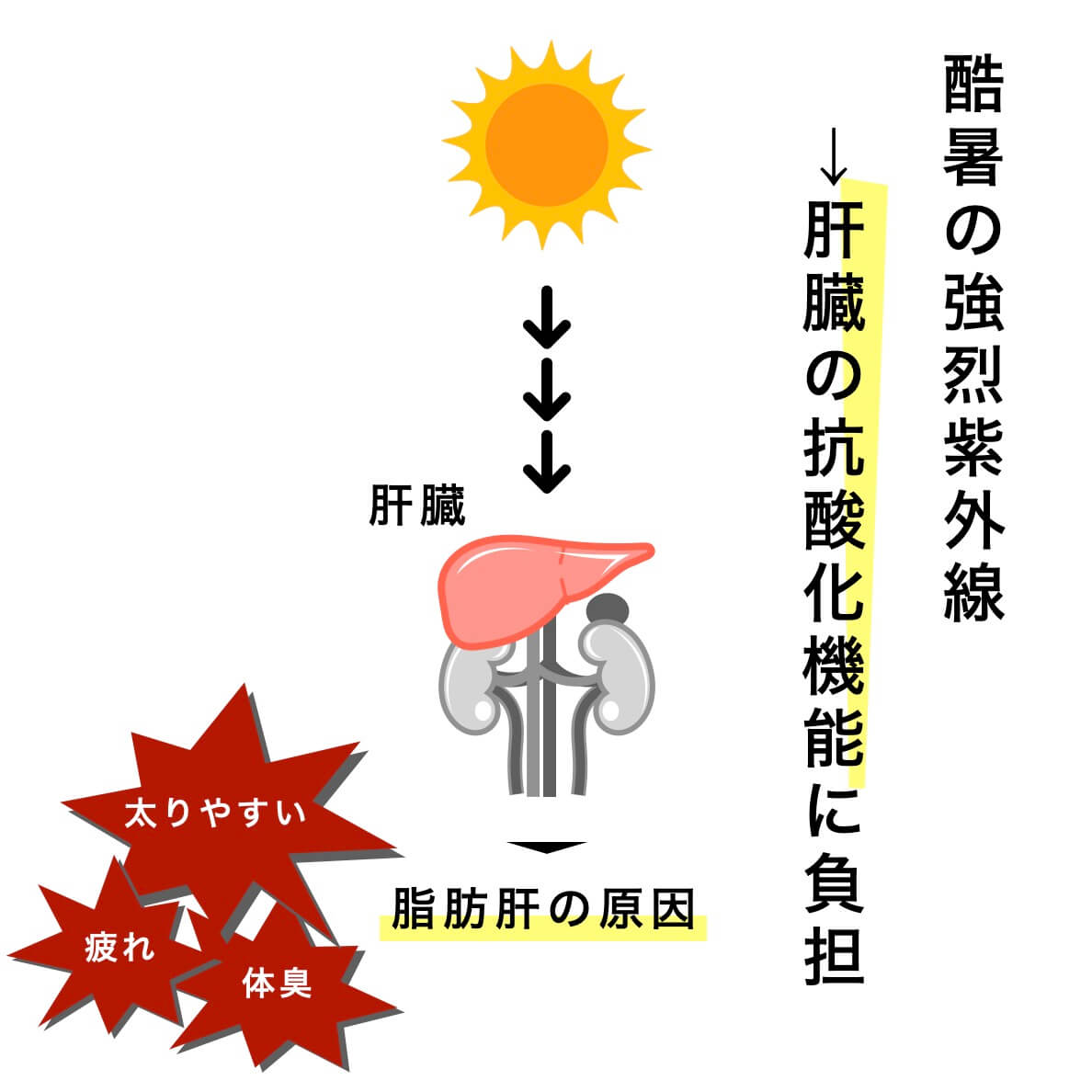 酷暑の今日れる紫外線は肝臓に負担