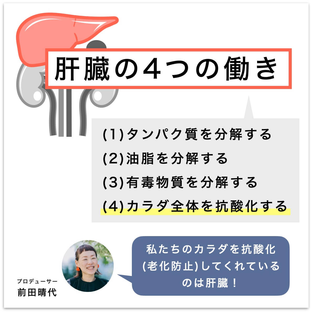 肝臓の４つの働き
