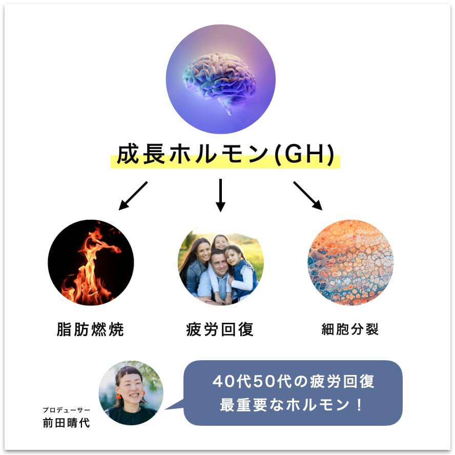 成長ホルモンの働きについて