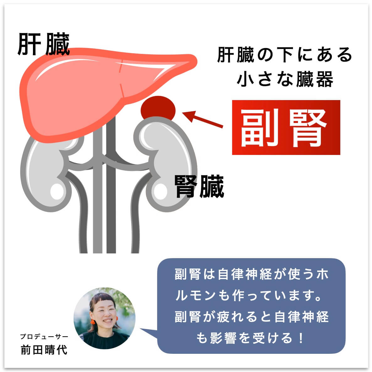 副腎とは