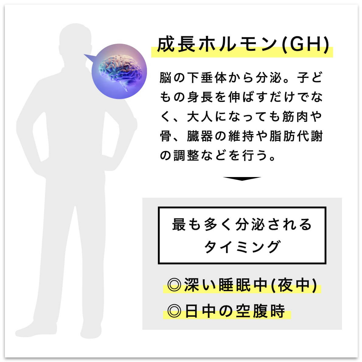 成長ホルモンとは