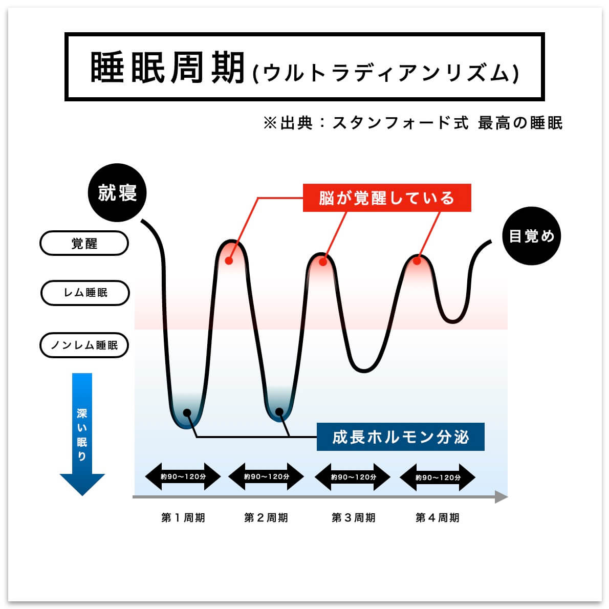 睡眠周期について