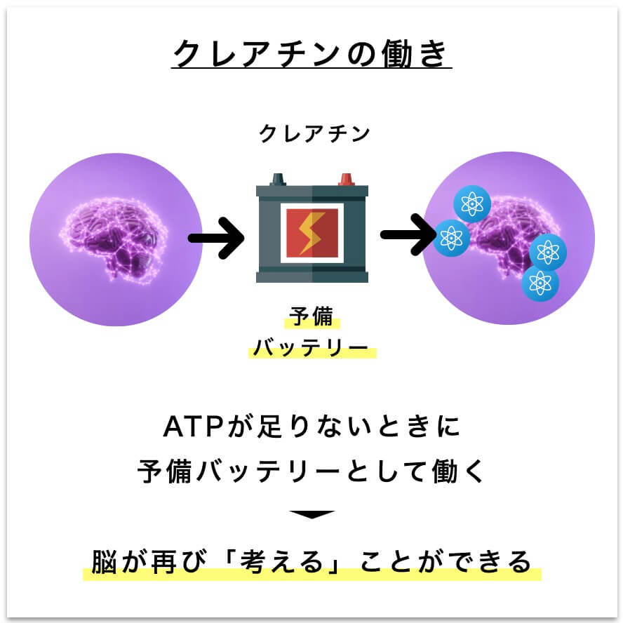 クレアチンの働き