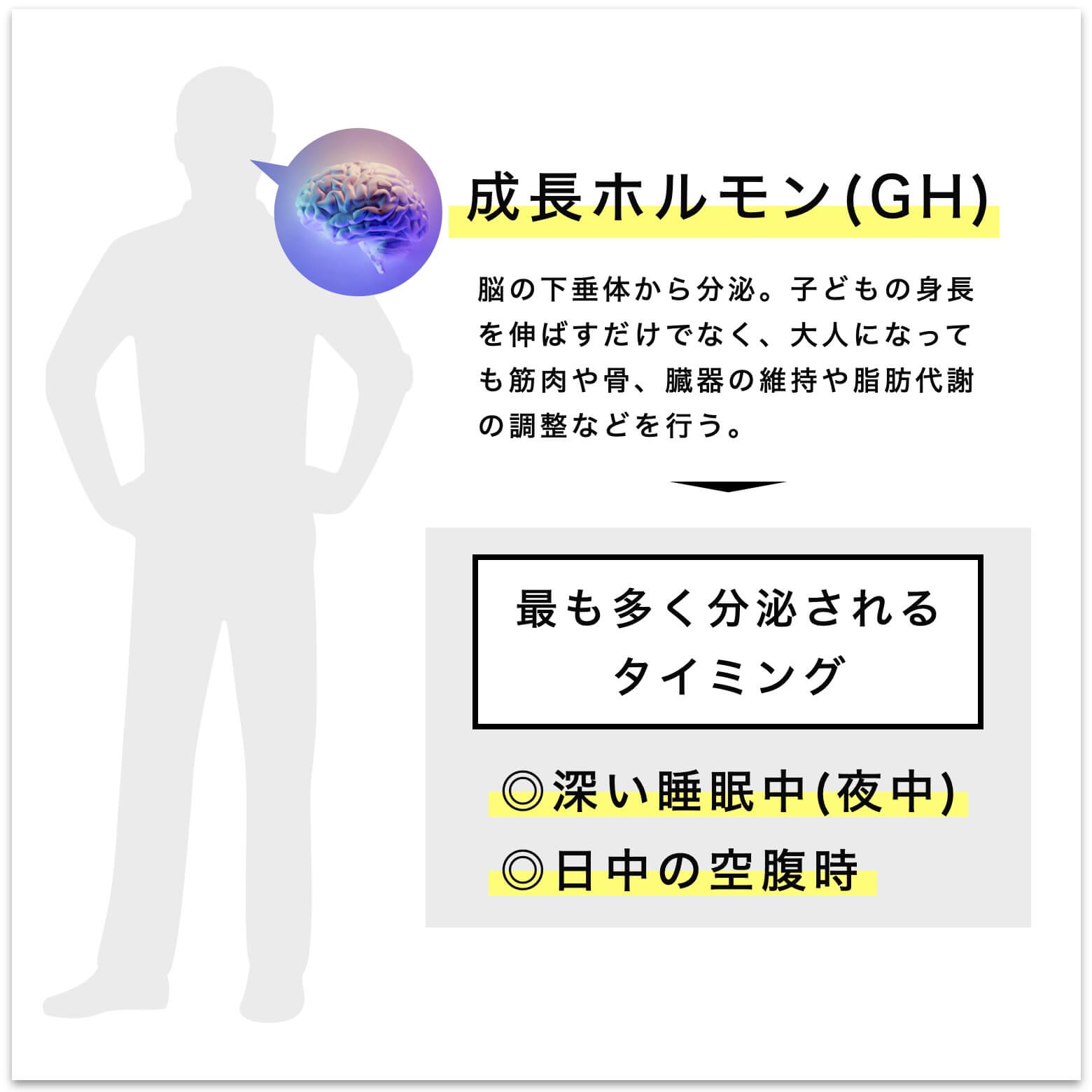 成長ホルモンが最も多く分泌されるタイミング