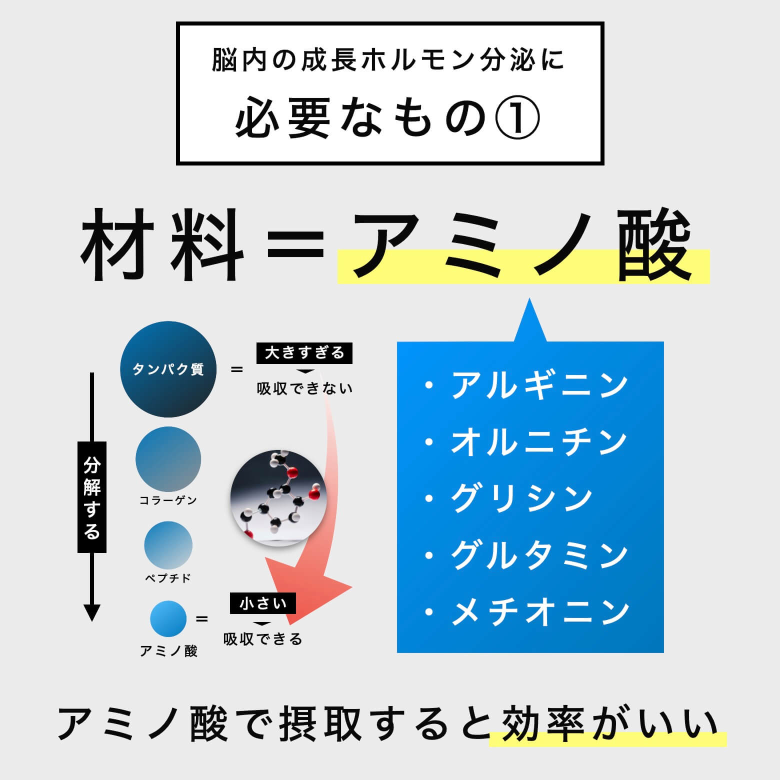 材料＝アミノ酸の説明