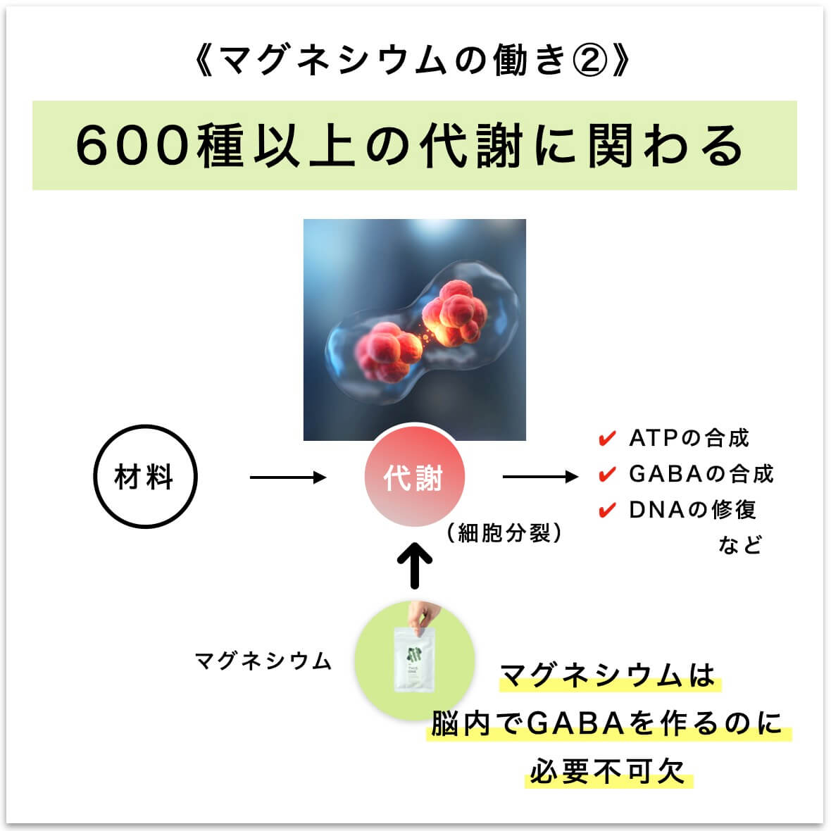 マグネシウムは600種以上の代謝に関わる