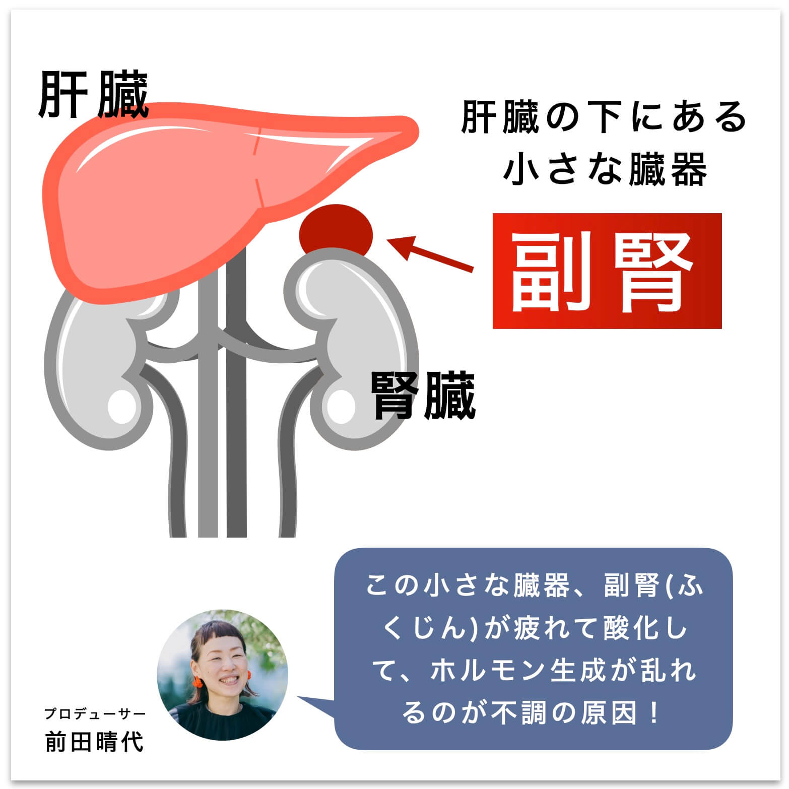 小さな臓器副腎の説明図