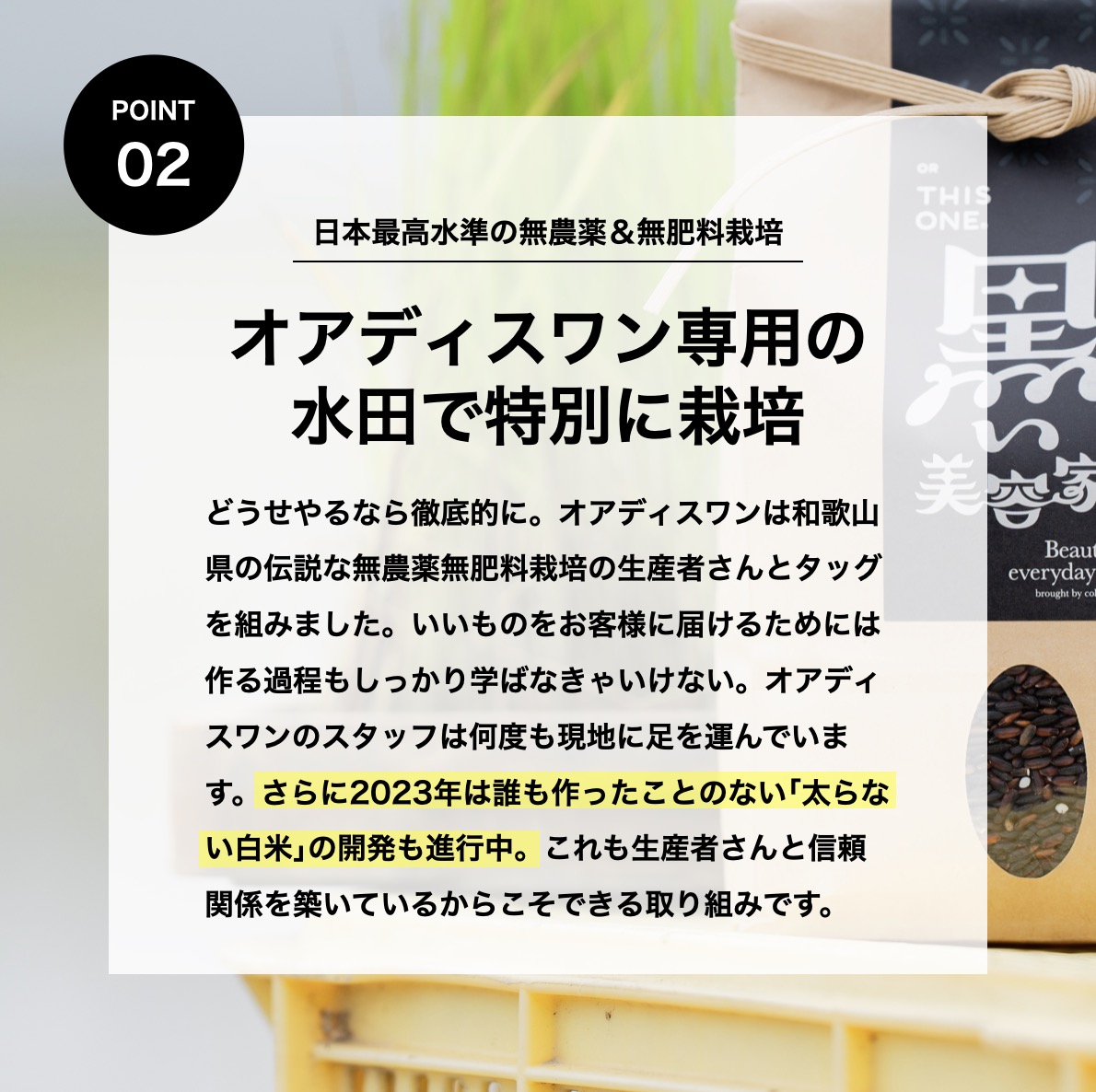 オアディスワンの黒米「黒い美容家」はオアディスワン専用の水田で作っている