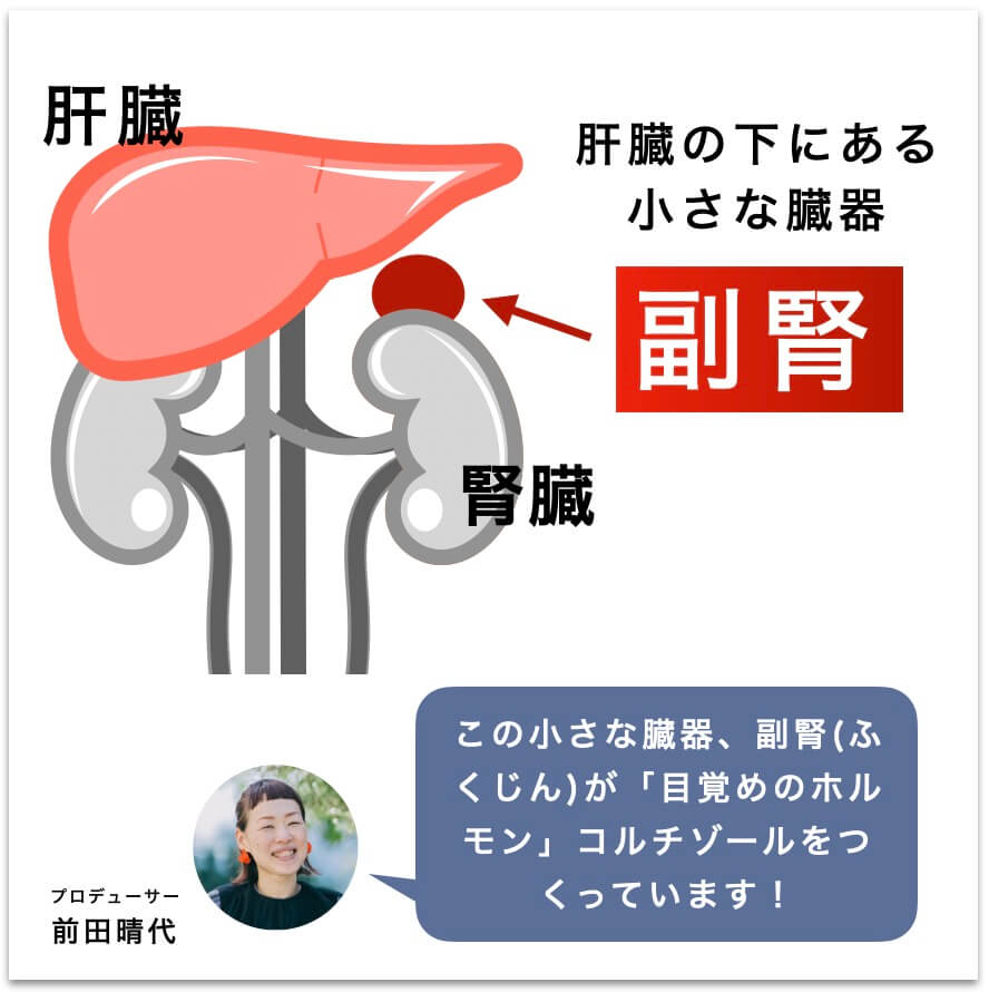 副腎の説明をしている図