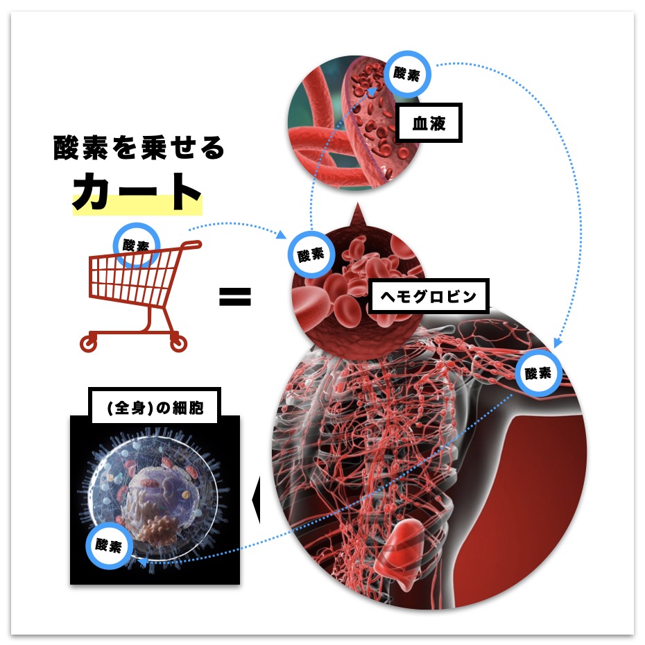 ヘモグロビンの仕事を図で示している