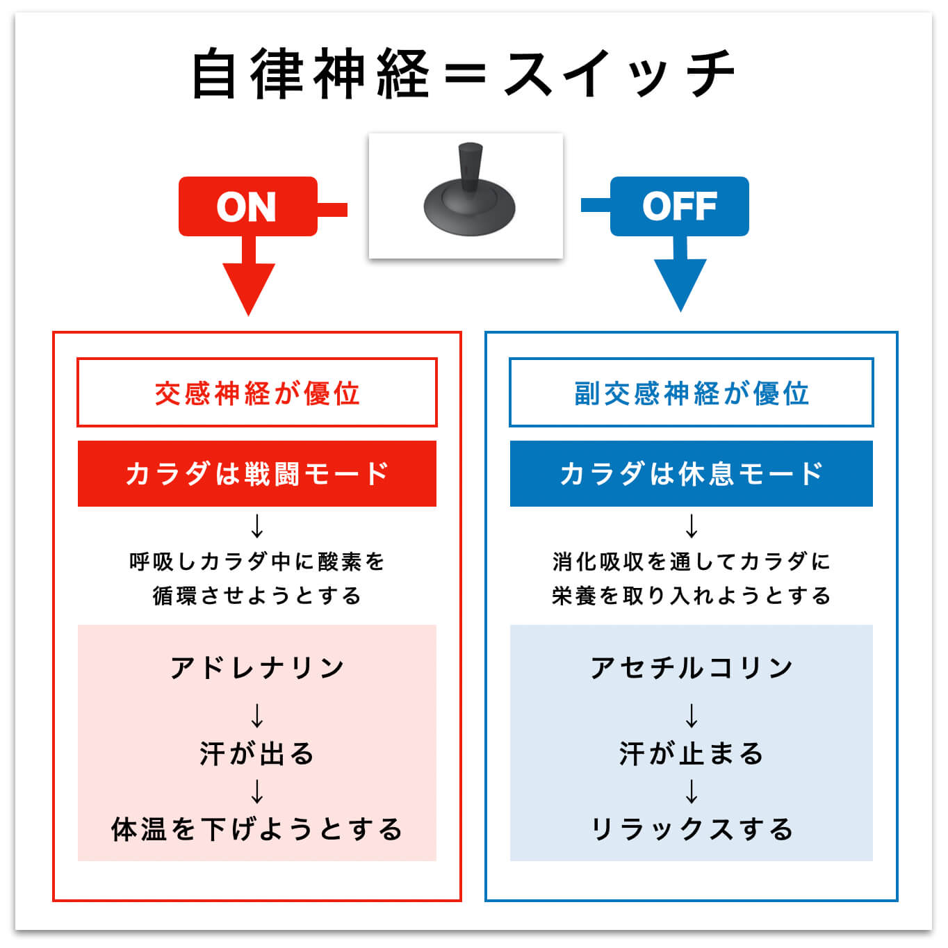 自律神経の解説図