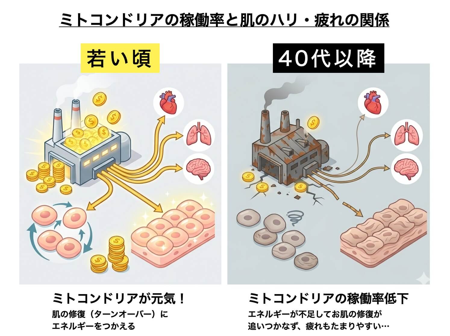 ミトコンドリアが老化するとエネルギーが作れない