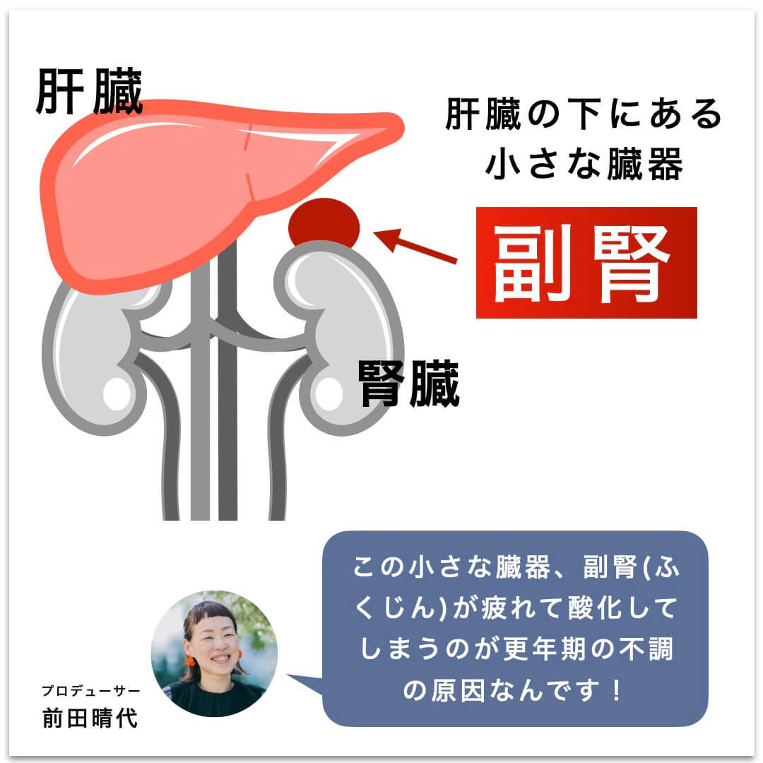 小さな臓器「副腎」についての説明図