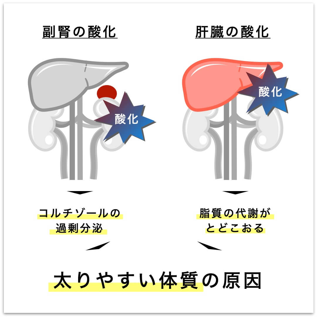 太りやすい体質の原因