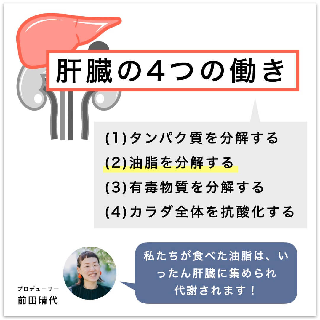 肝臓の4つの働き