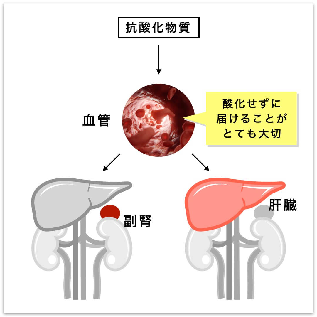 副腎や肝臓に酸化せずに届けることが大事