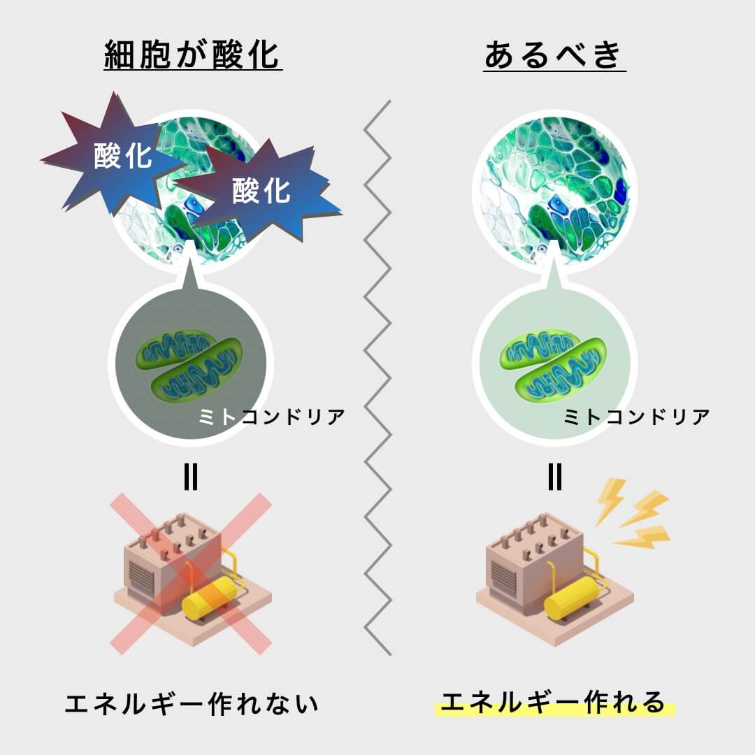 細胞が整うことが重要
