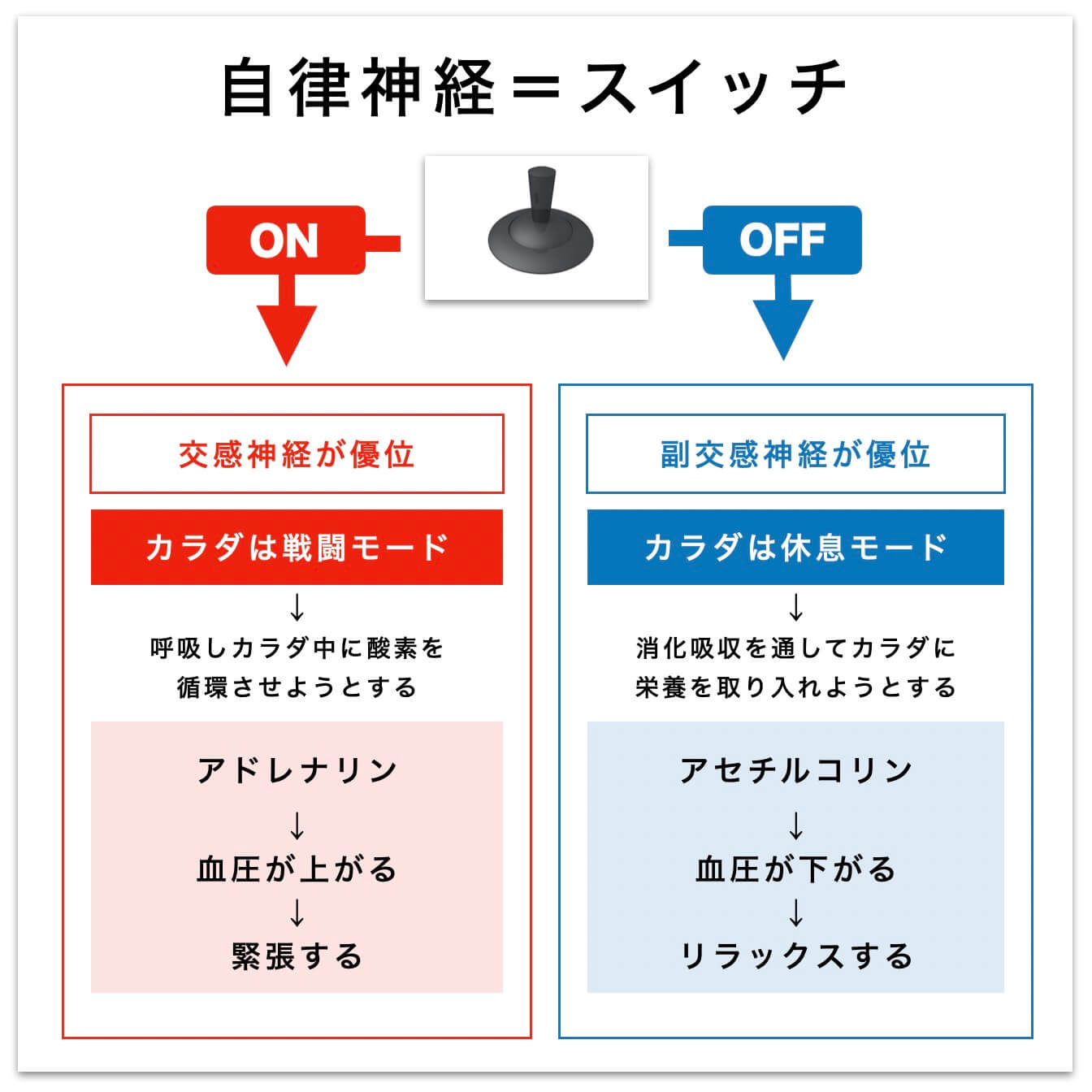 自律神経を説明している図