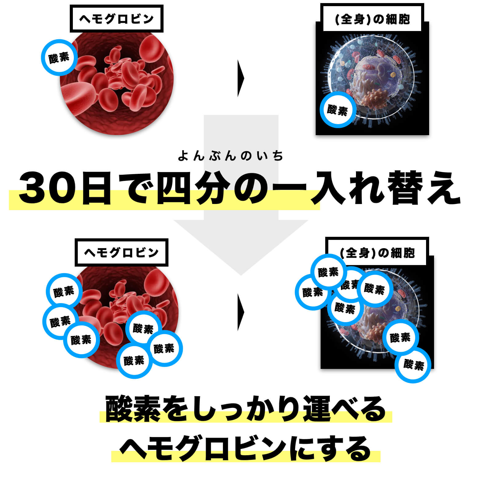 血液の生まれ変わりは約120日