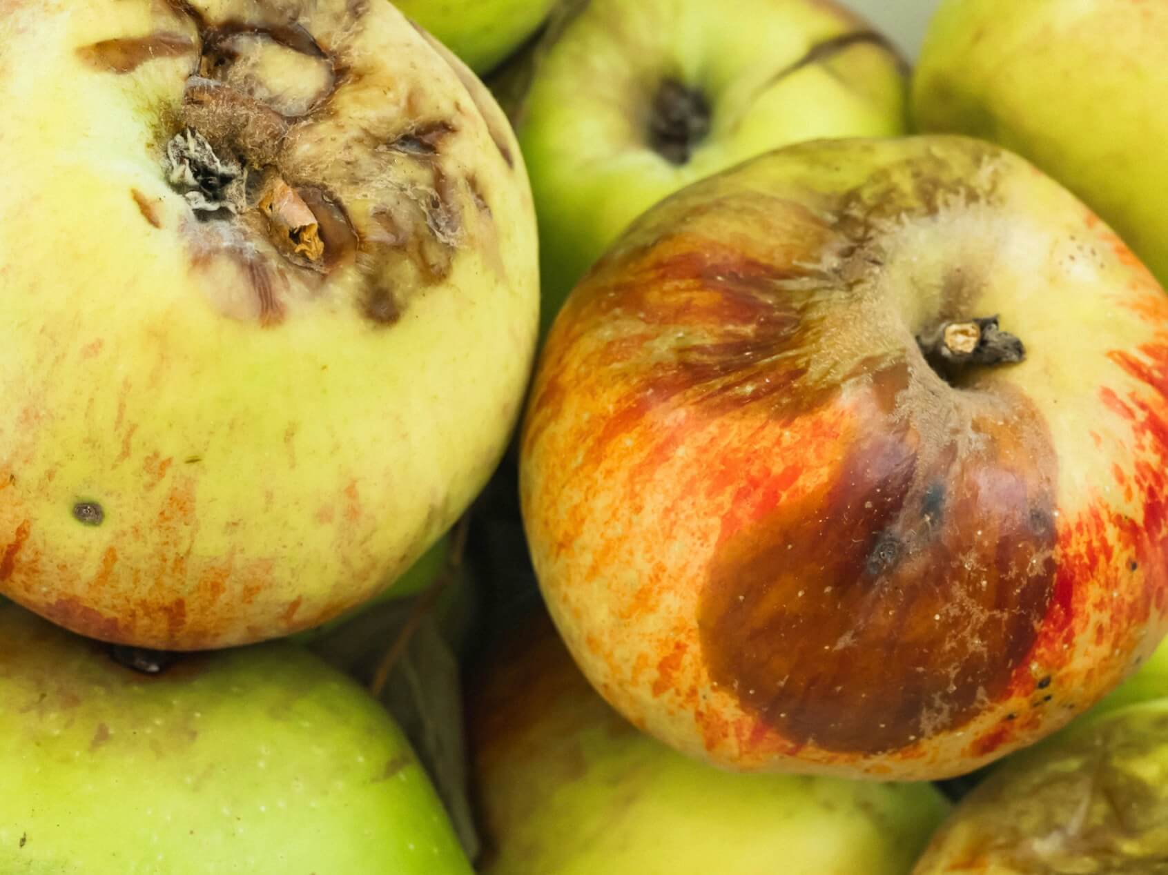 腐った果物から嫌なニオイがしている図