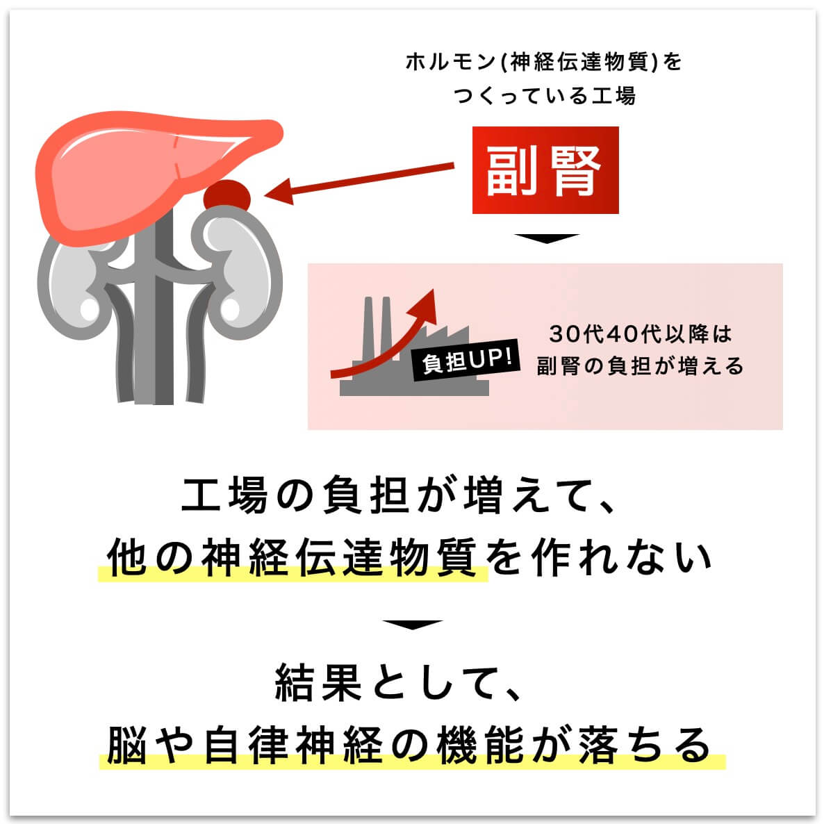 副腎と脳の関係