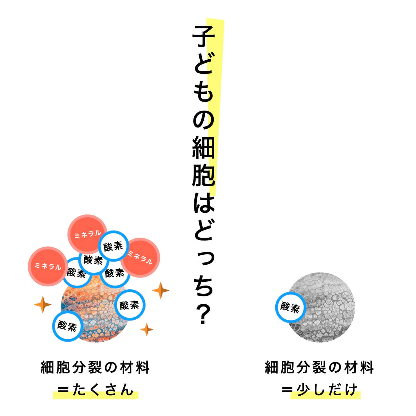 子供の細胞はどっち？