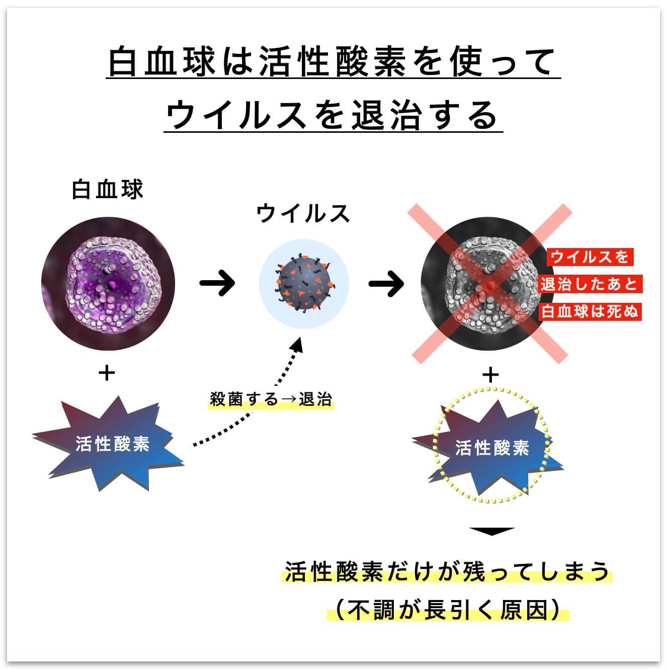 白血球は活性酸素を使ってウイルスを退治する