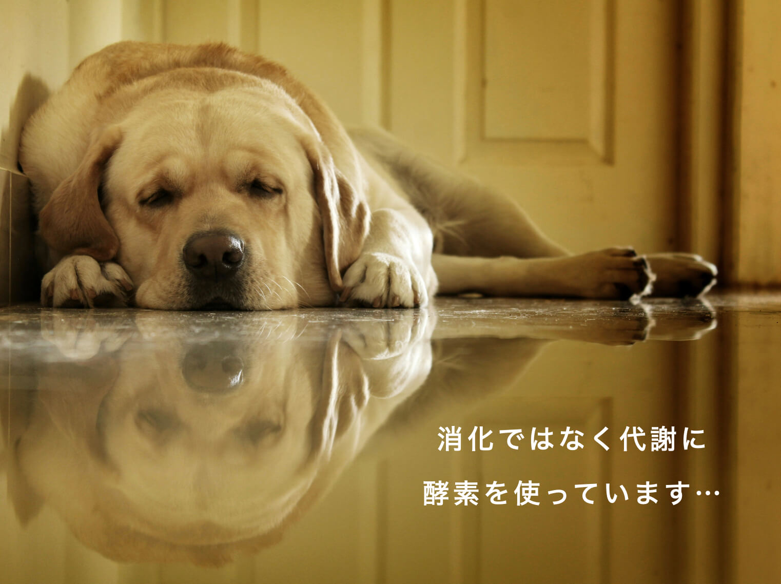 動物の酵素の使い方を説明した写真