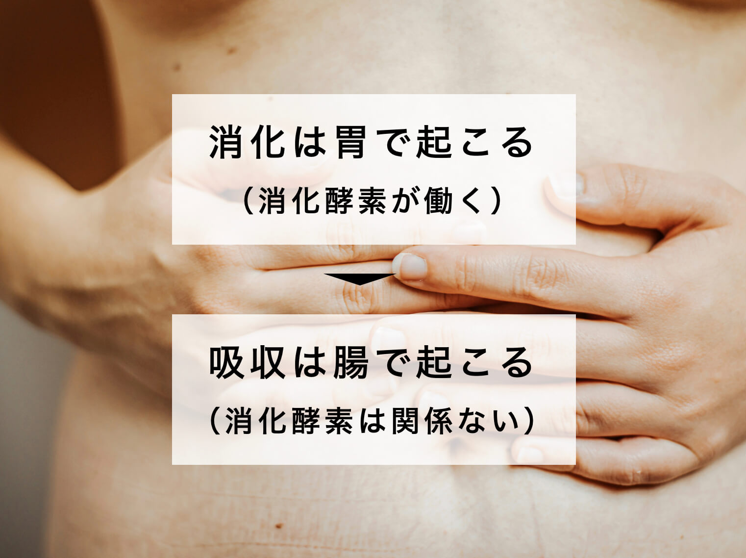 消化と吸収の違いを示した図