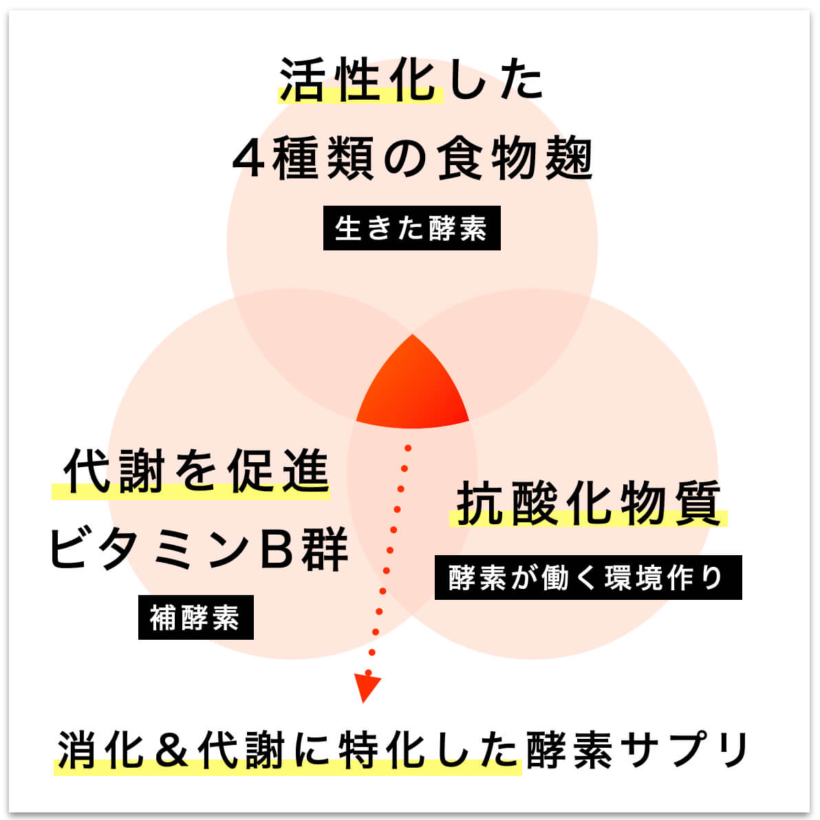 消化代謝に特化したサプリについて