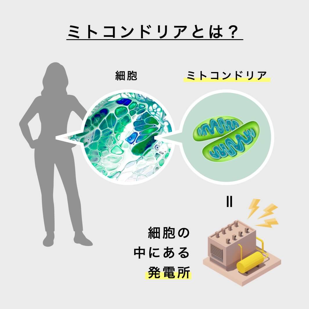 朝だるいのが起こる理由を解説