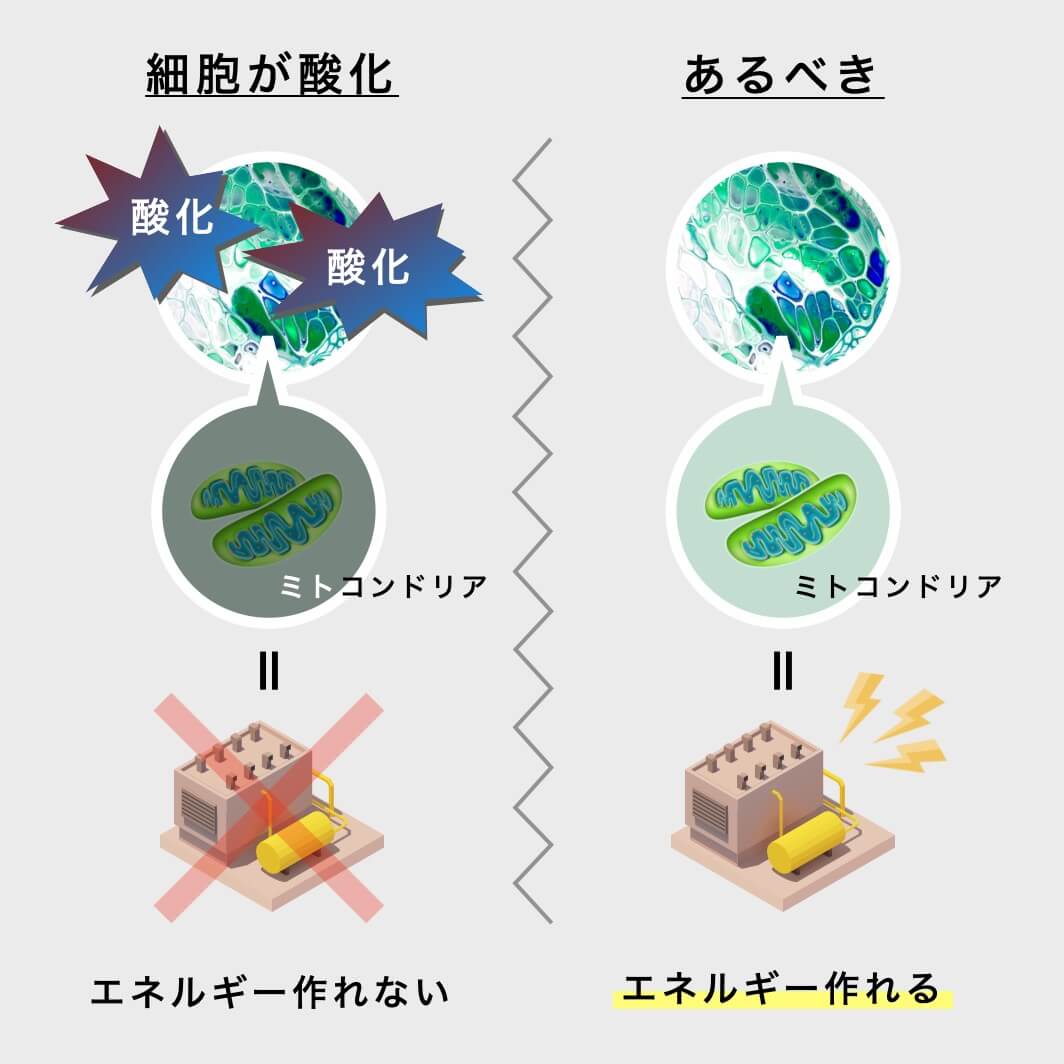 ミトコンドリアの細胞が酸化するとエネルギーが作れない
