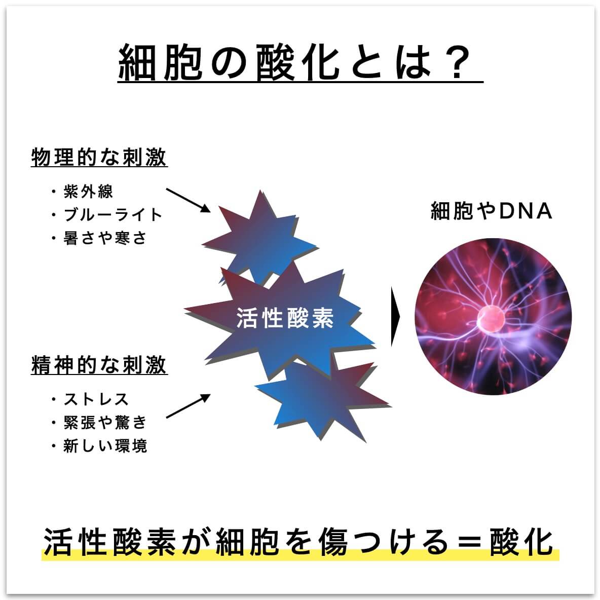 細胞が酸化している説明の図