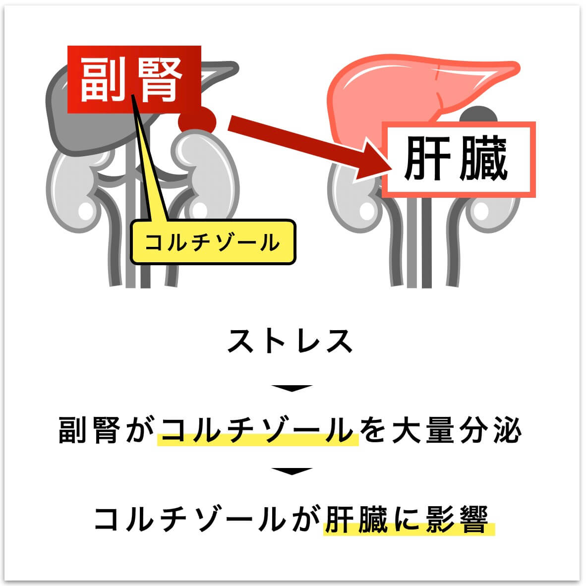 ストレスが副腎に及ぼす影響を説明した図