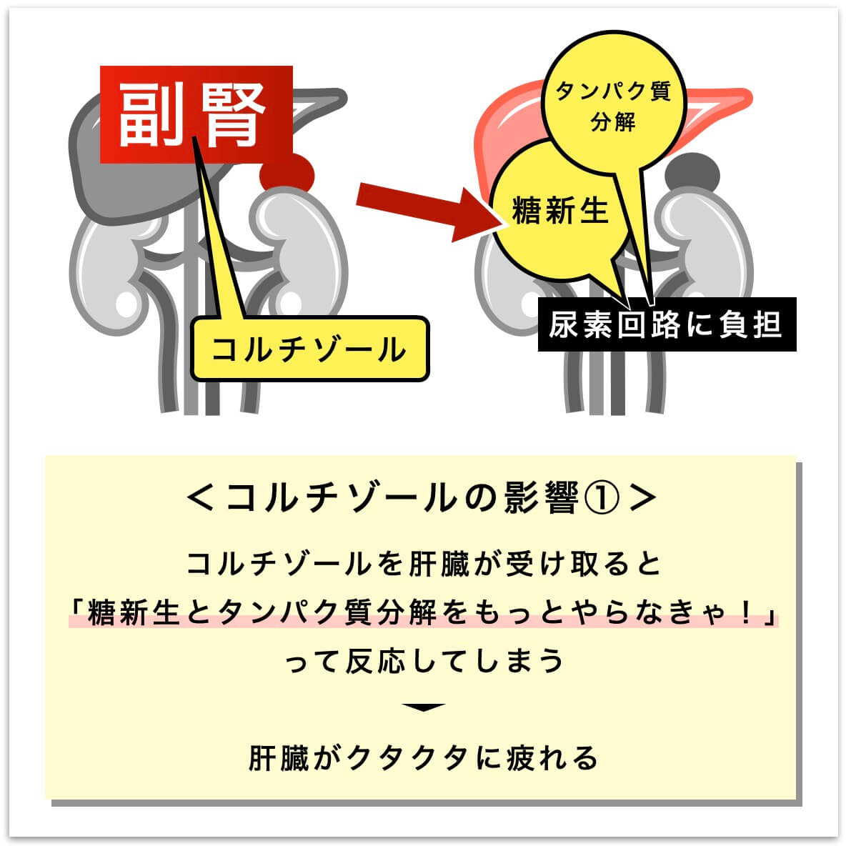 コルチゾールの影響①の説明