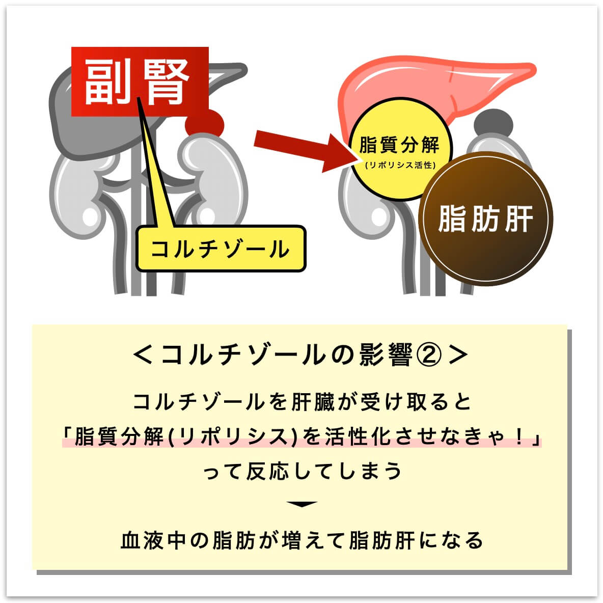 コルチゾールの影響②の説明